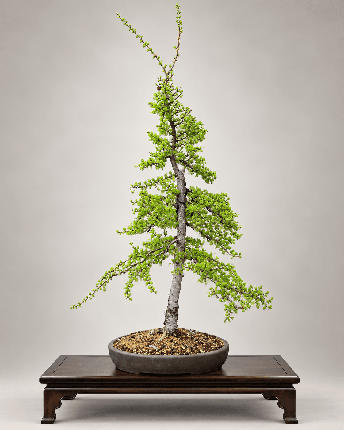 American larch with bright spring needles and wired branches, in a shallow round unglazed pot