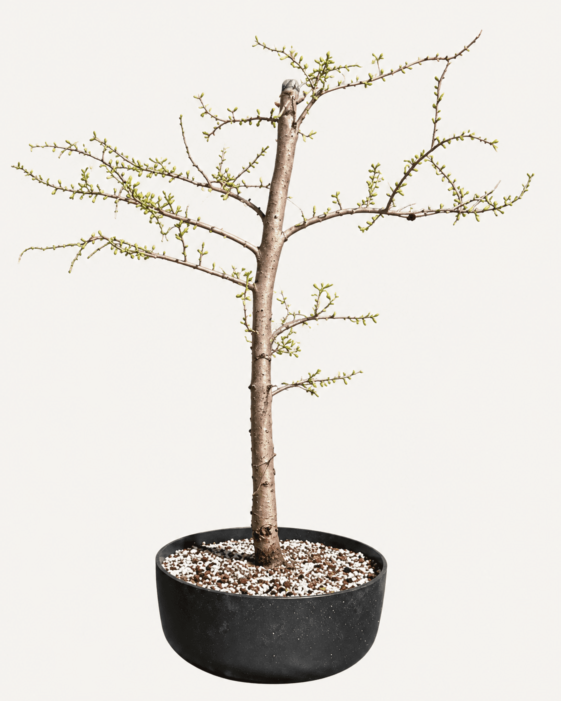 American Larch 1, April 2023