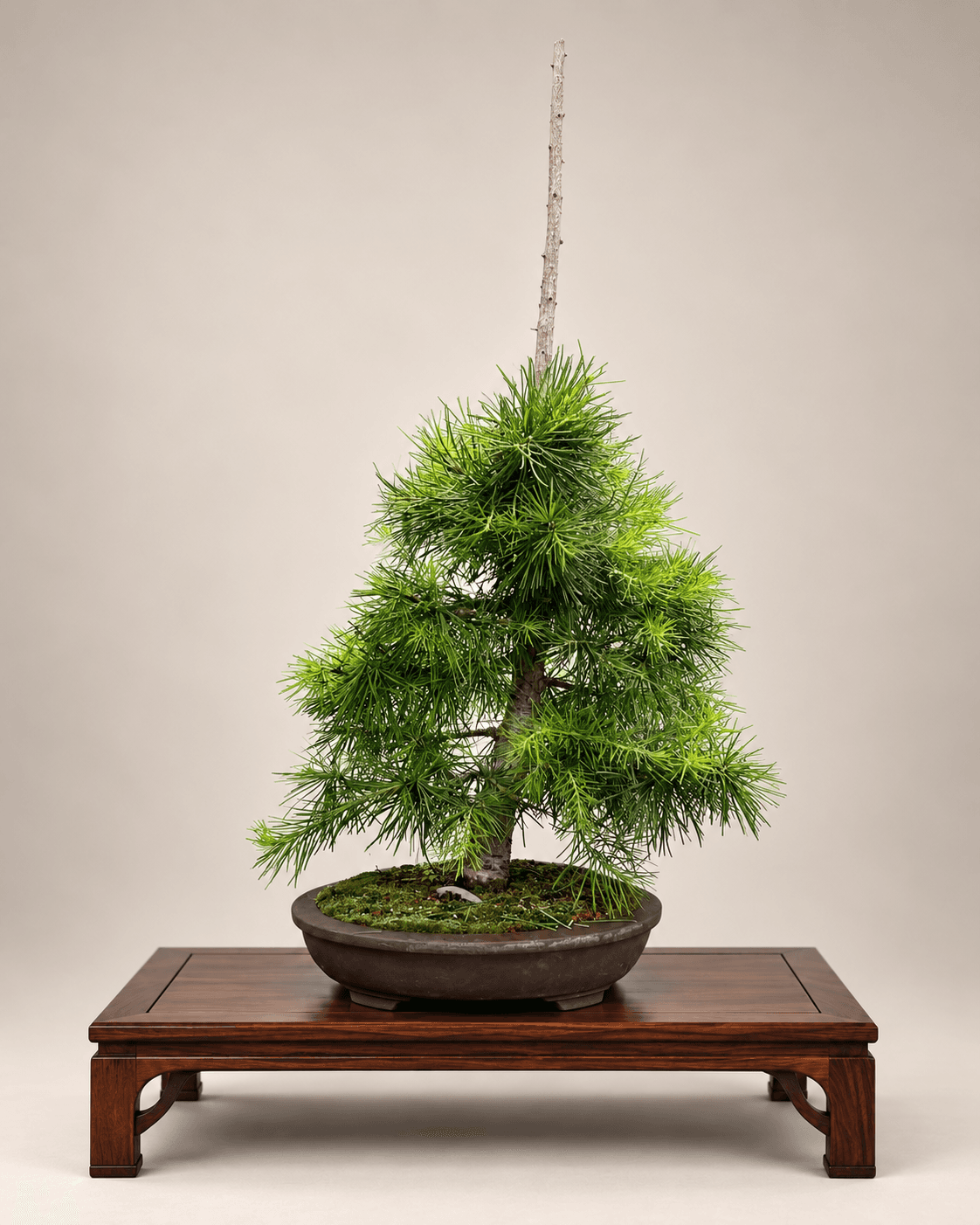 American larch with dense green needles and a tall sacrifice leader, in a dark round pot with moss
