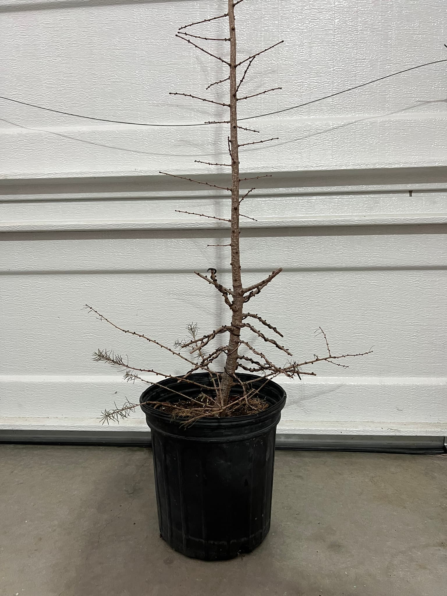 American Larch 2, March 2024 (1 of 2)