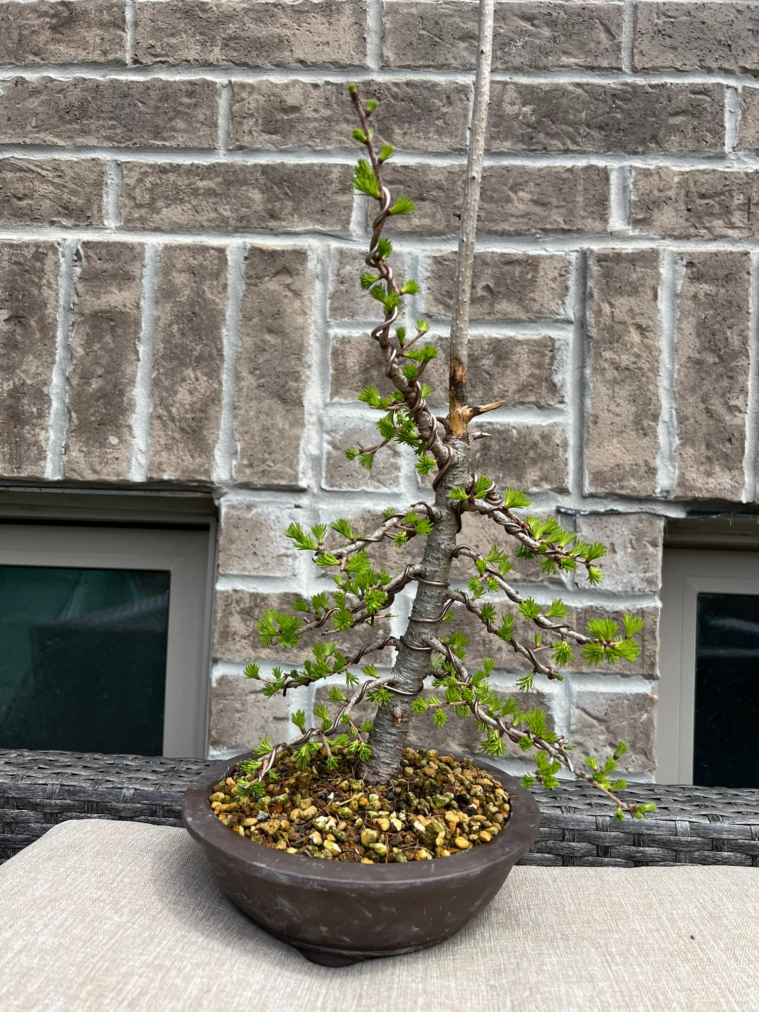 American Larch 2, April 2025