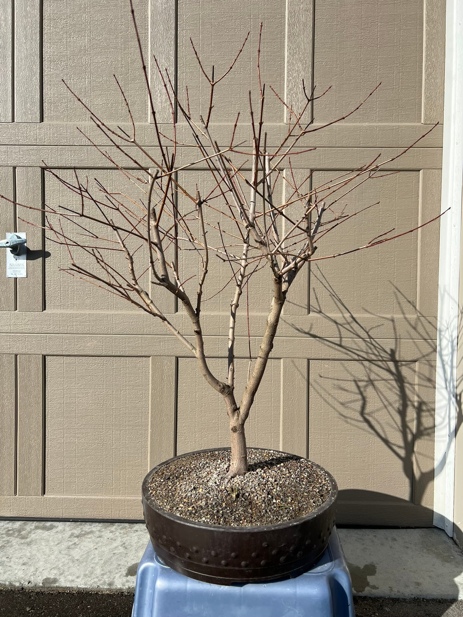 Amur Maple 1, March 2023 (1 of 2)