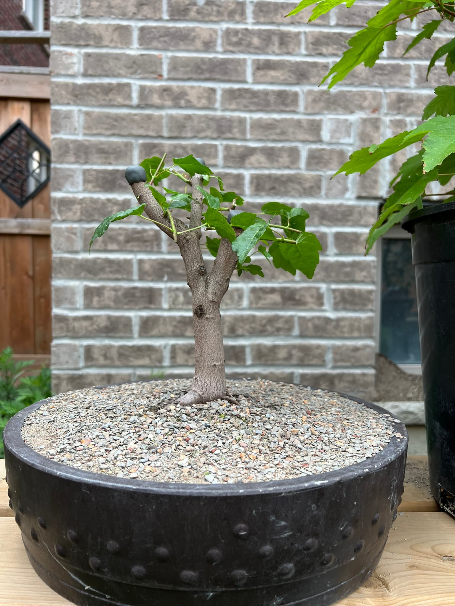 Amur Maple 1, June 2023