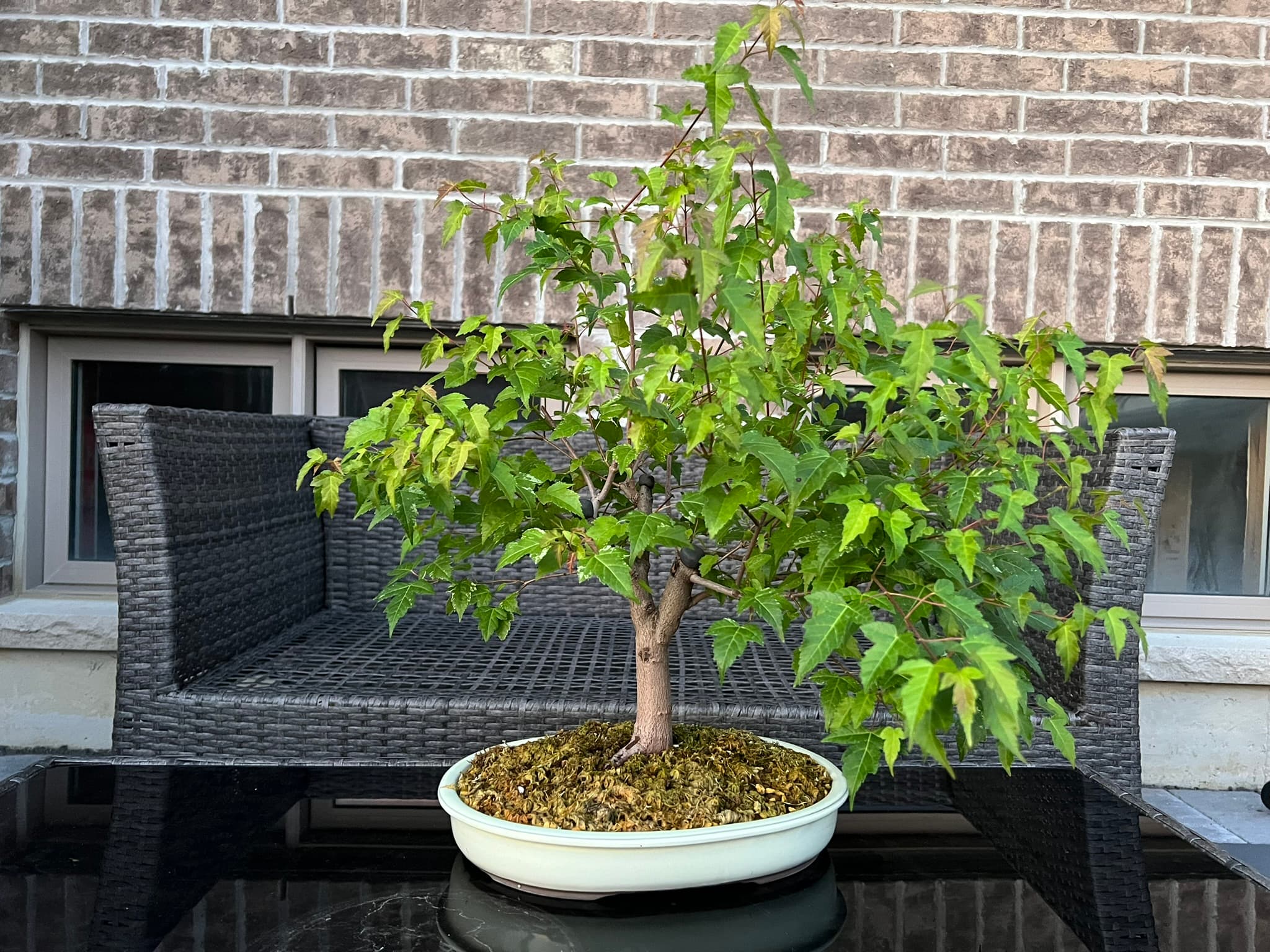 Amur Maple 1, June 2024