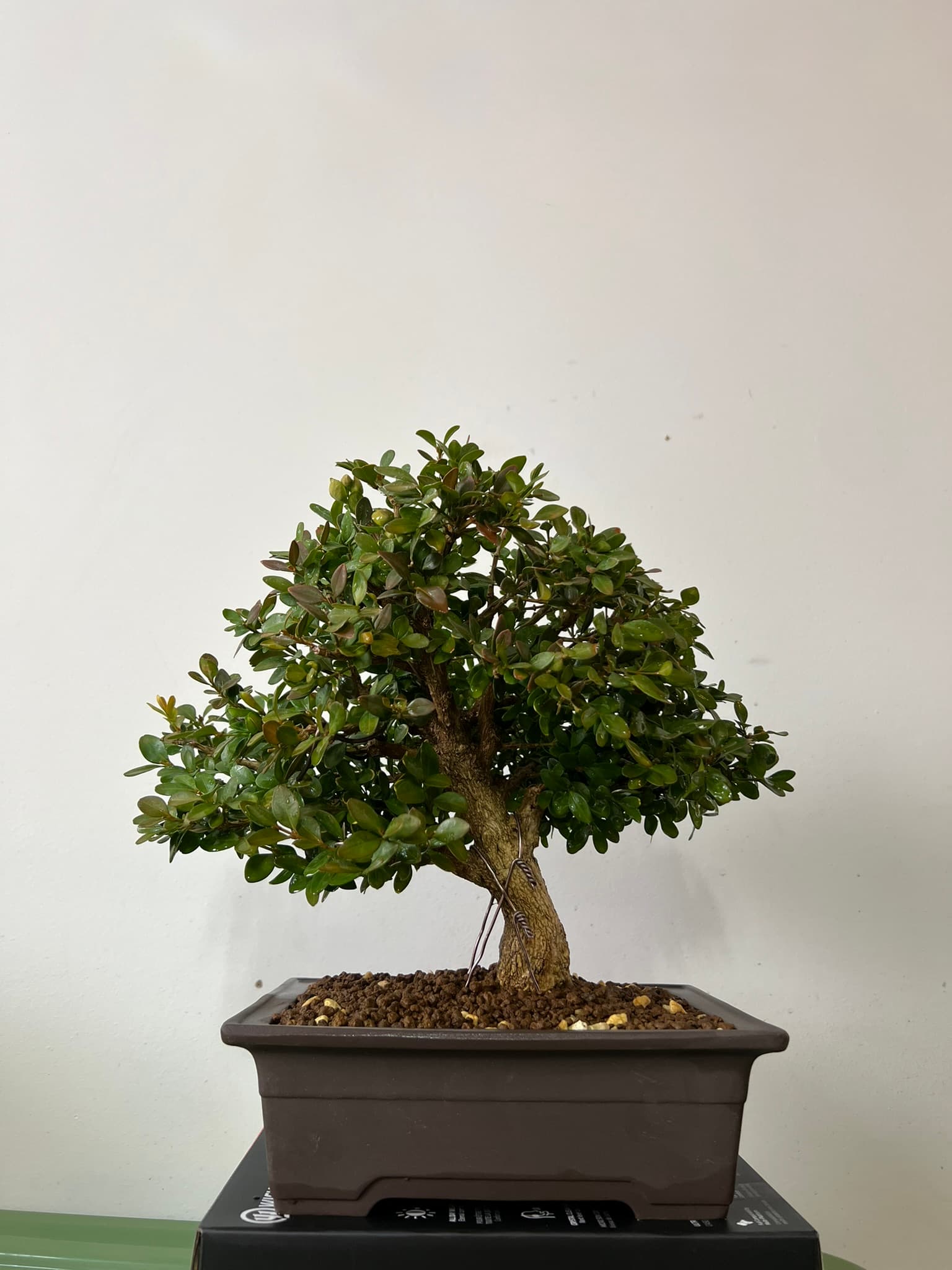 Boxwood bonsai with a thick fissured trunk and dense small leaves, wired, in a brown rectangular pot