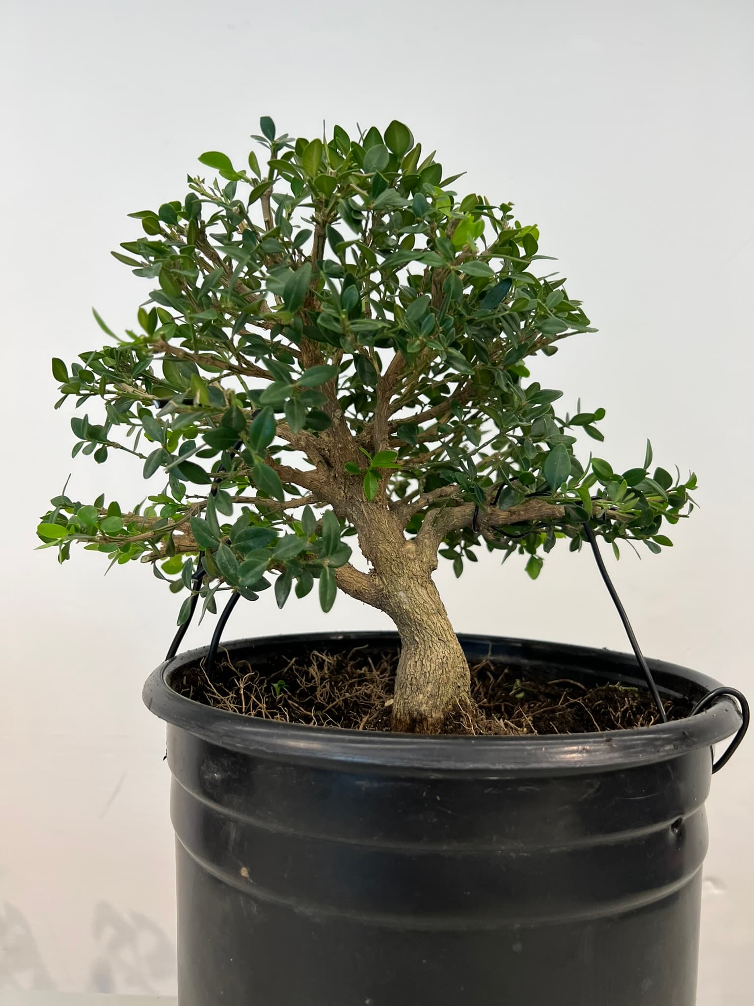 Boxwood 1, September 2023