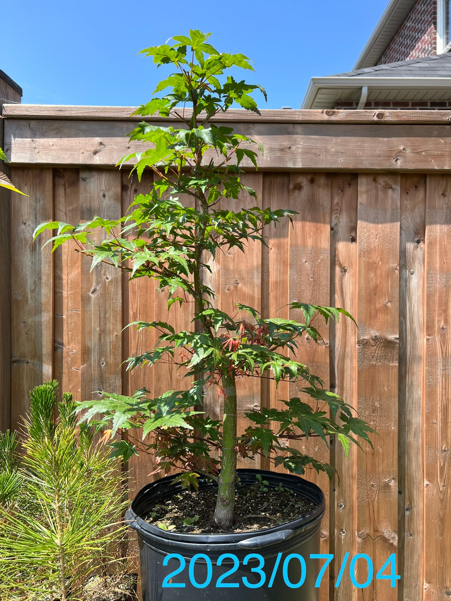 Japanese Maple 1, July 2023