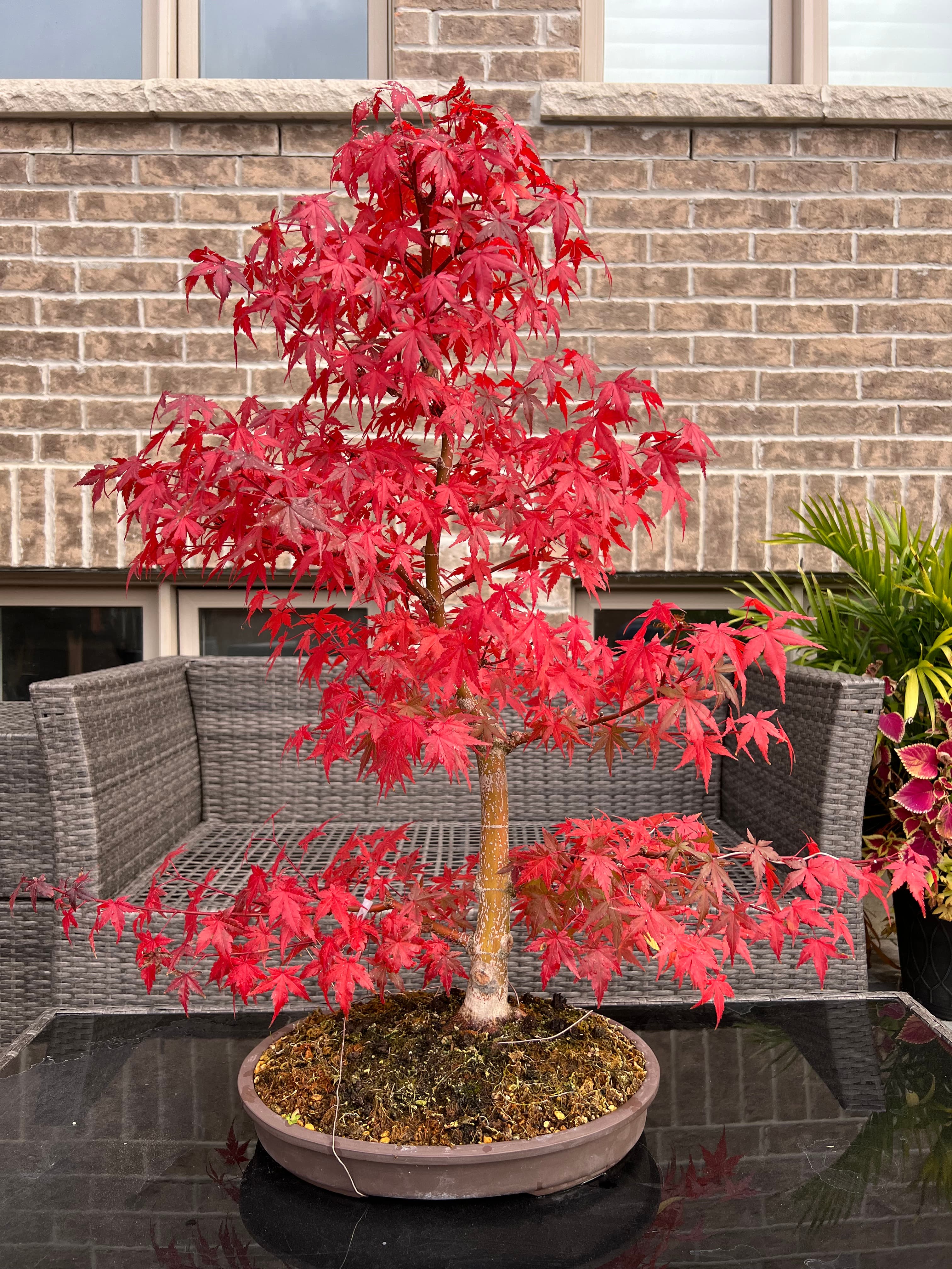 Japanese Maple 1, October 2024