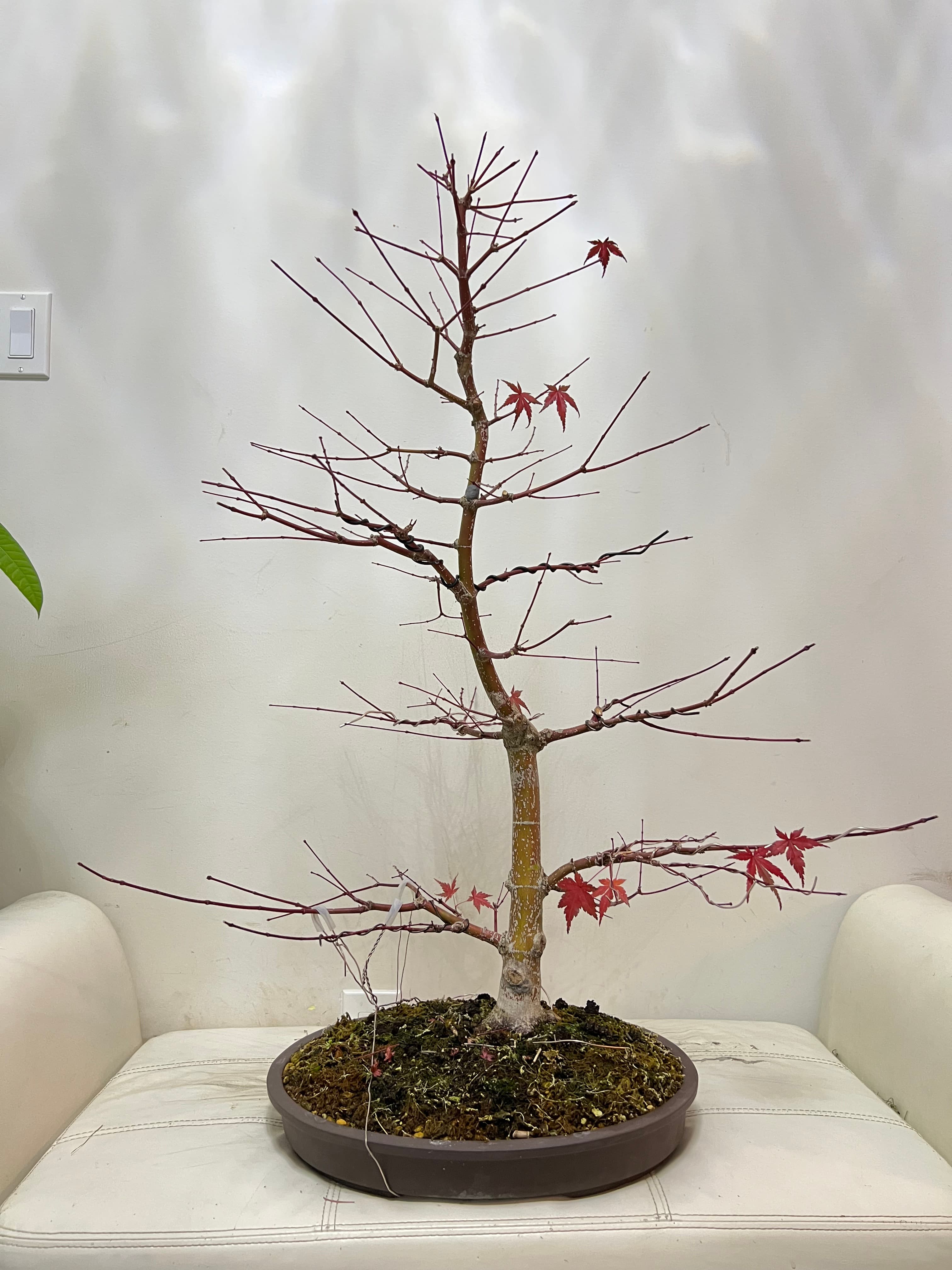 Japanese Maple 1, November 2024