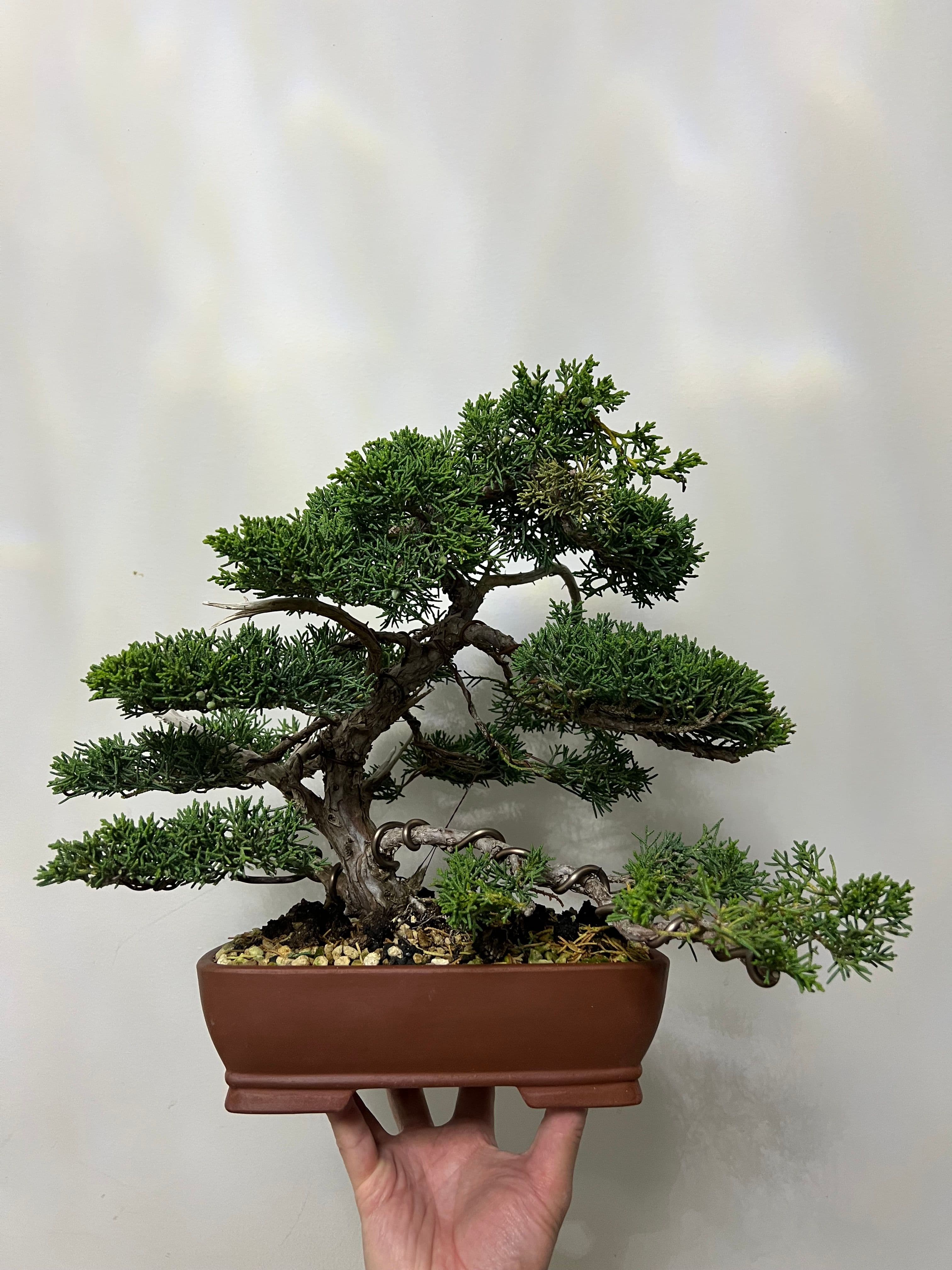 Shimpaku juniper in semi-cascade