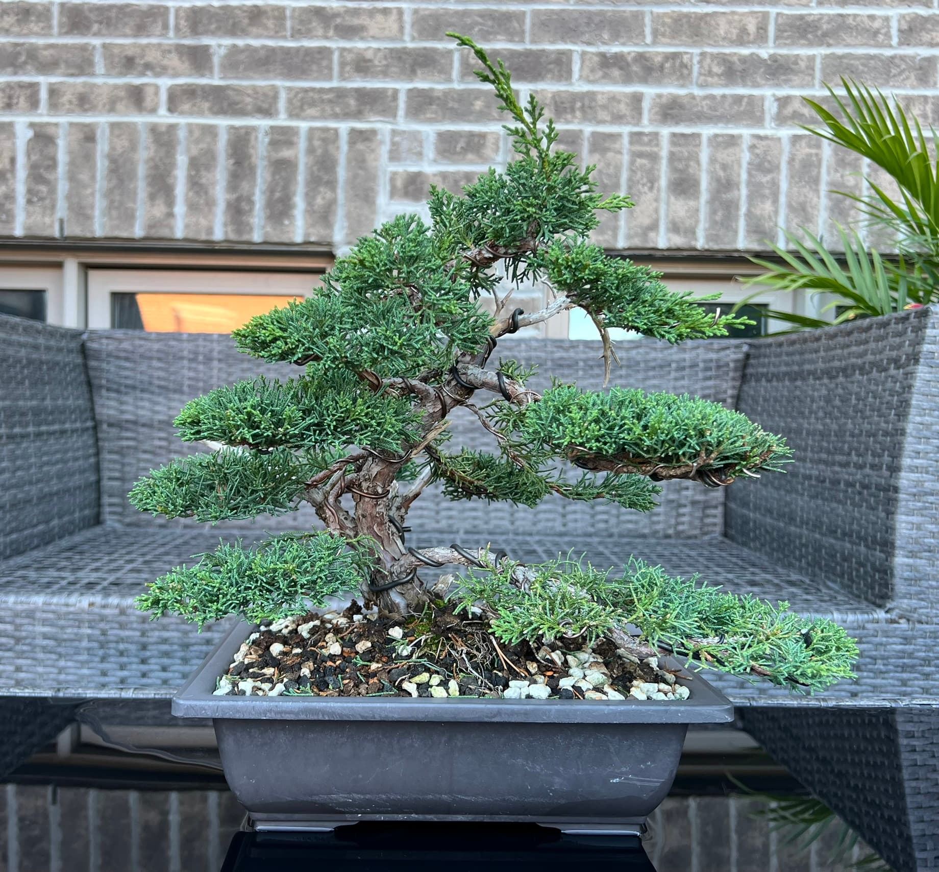 Shimpaku Juniper 1, October 2024