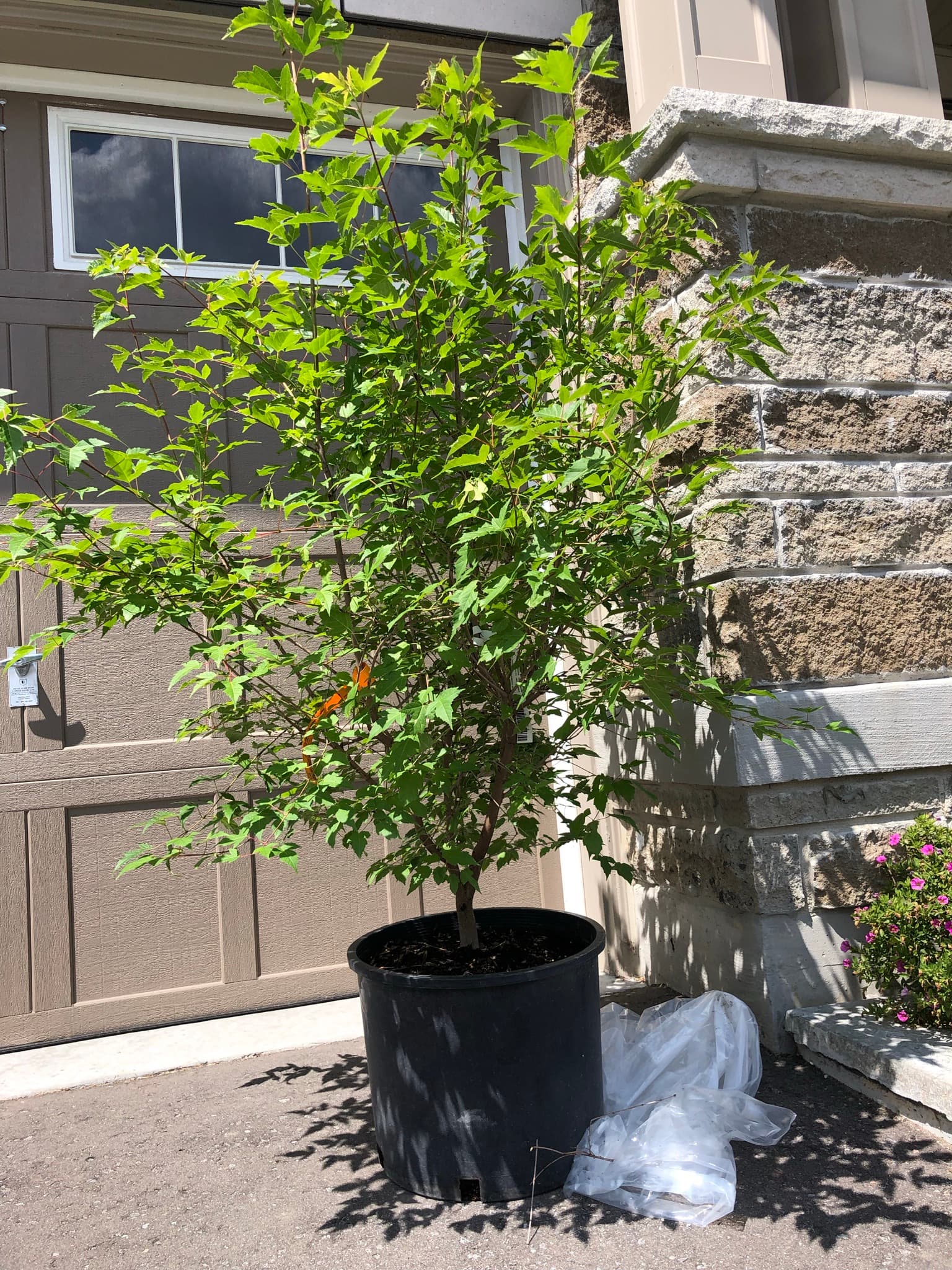 Amur Maple 1, July 2021